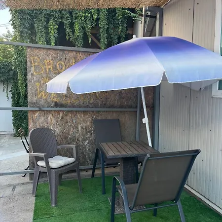 Brodsky's Cat Art بيت شباب نوفي ساد