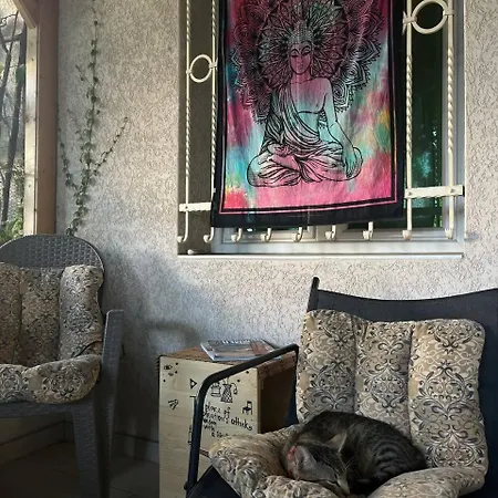 Brodsky's Cat Art * نوفي ساد